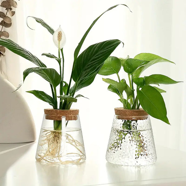 indoor plants in vases AquaRoots™ Glass Plant Vase with Cork Lid – Maison & Fitch